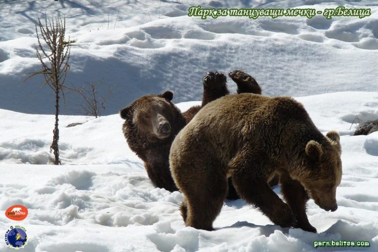 Парка за танцуващи мечки в Белица ще бъде отворен за посетители на 26 април 2021 година