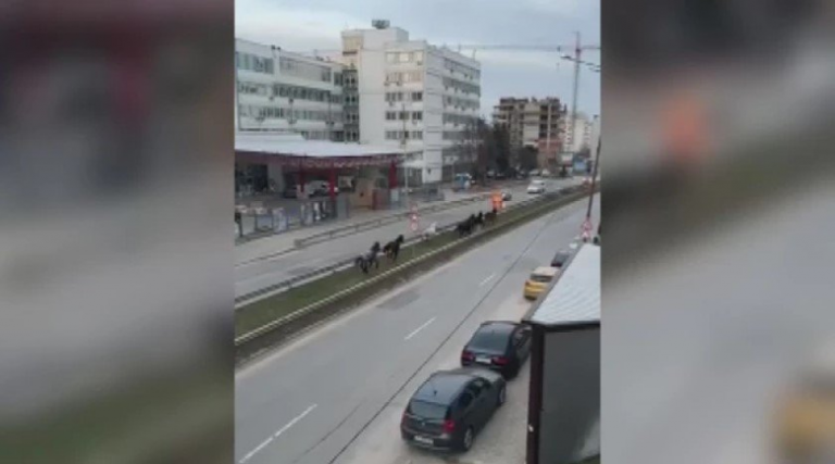 Стадо безстопанствени коне препускат по бул. „Андрей Ляпчев“ в столичния квартал „Дървеница“