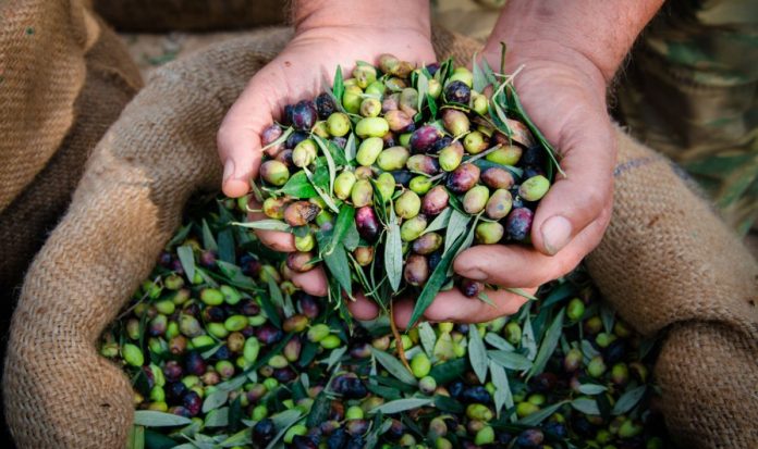 Масовите случаи на кражби на маслини в Гърция