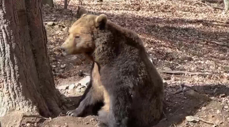 Мечките в Белица се събудиха от зимен сън, някои дори не заспаха