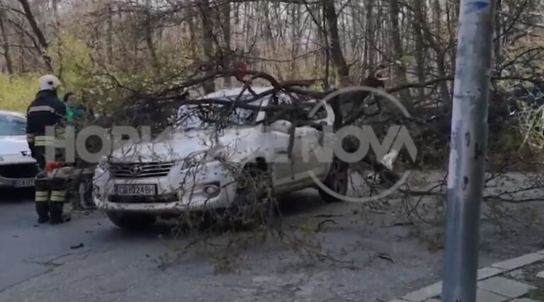 Две дървета паднаха върху кола в София, вътре имало дете
