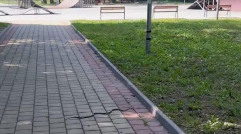 Пълчища змии налазиха парковете