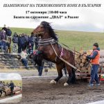 Шампионат на тежковозни коне в Разлог!