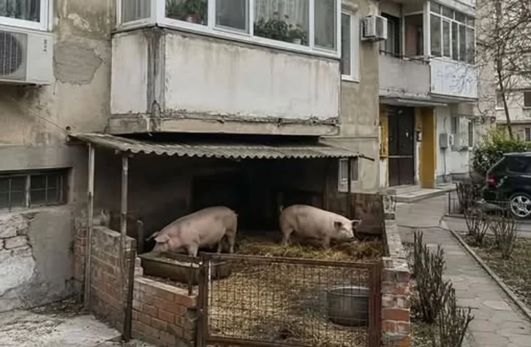 Прасета в жилищен блок в Благоевград разбуниха социалните мрежи